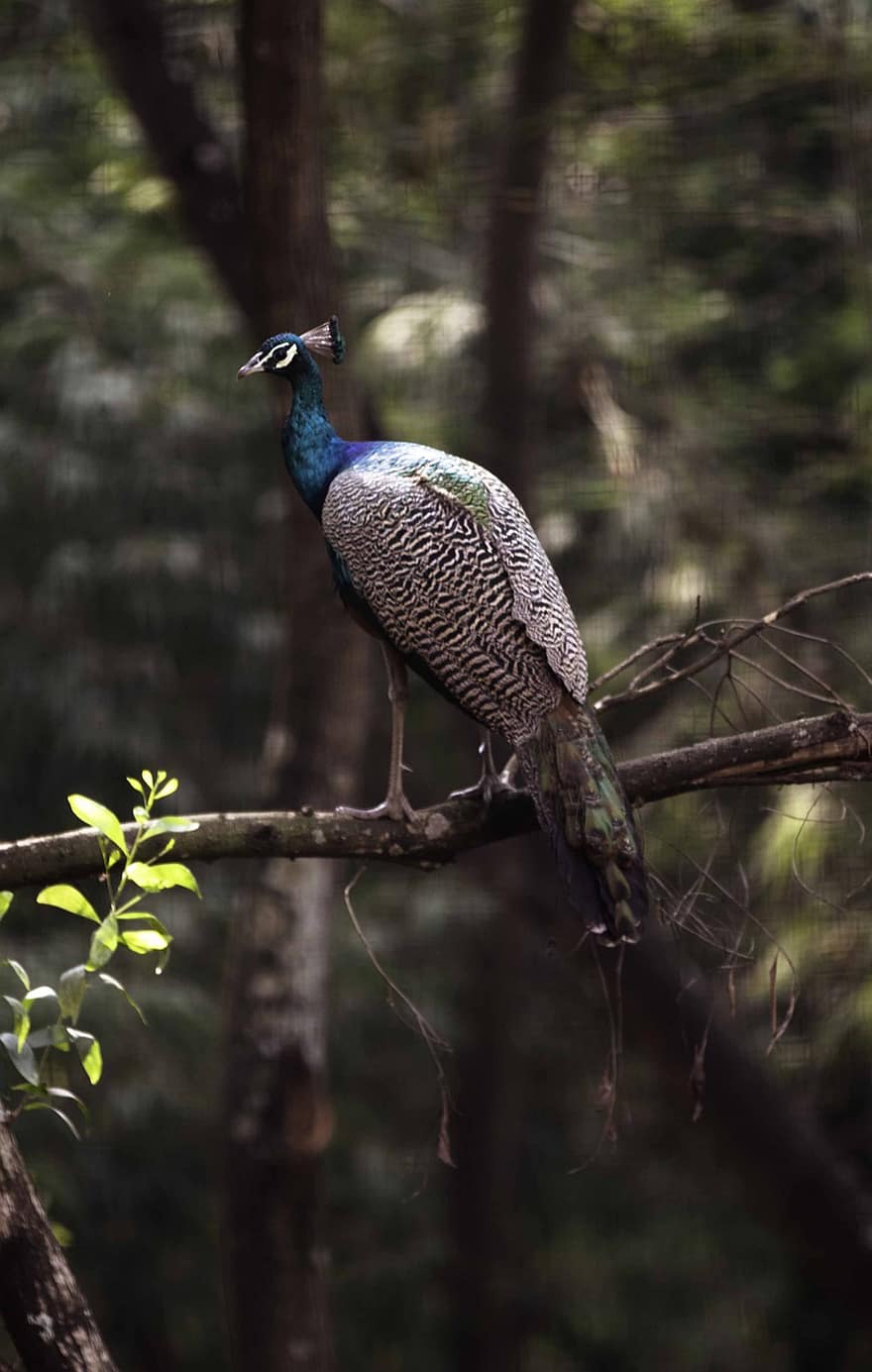 Bird, Peacock, Ornithology, Species, Fauna, Avian, Animal, feather, animals in the wild, beak, multi colored