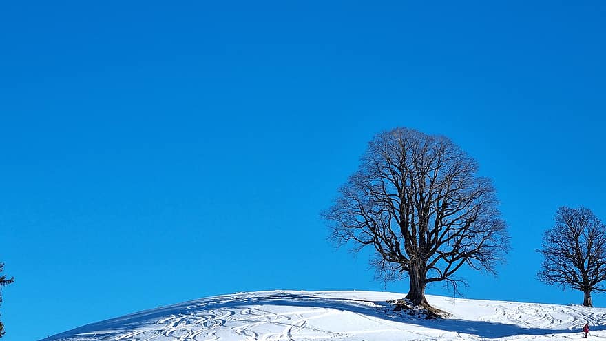 winter, Duitsland, sneeuw, allgäu, winterlandschap, bomen, boom, blauw, seizoen, landschap, Bos