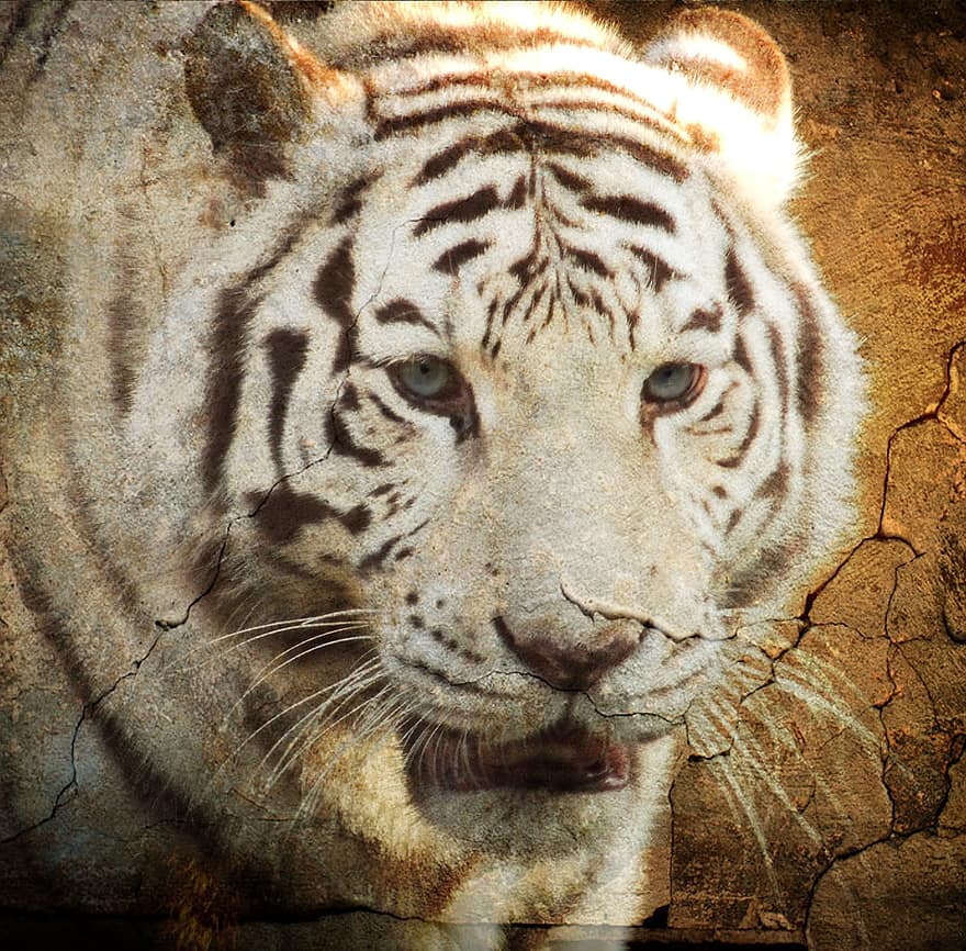 tigre, surrealista, pintura, depredador, animal, zoo