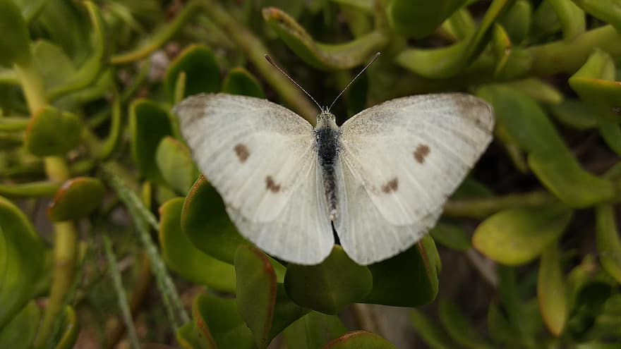 borboleta branca de repolho, borboleta, inseto, asas, lepidópteros, Pigmyweed, plantar, natureza
