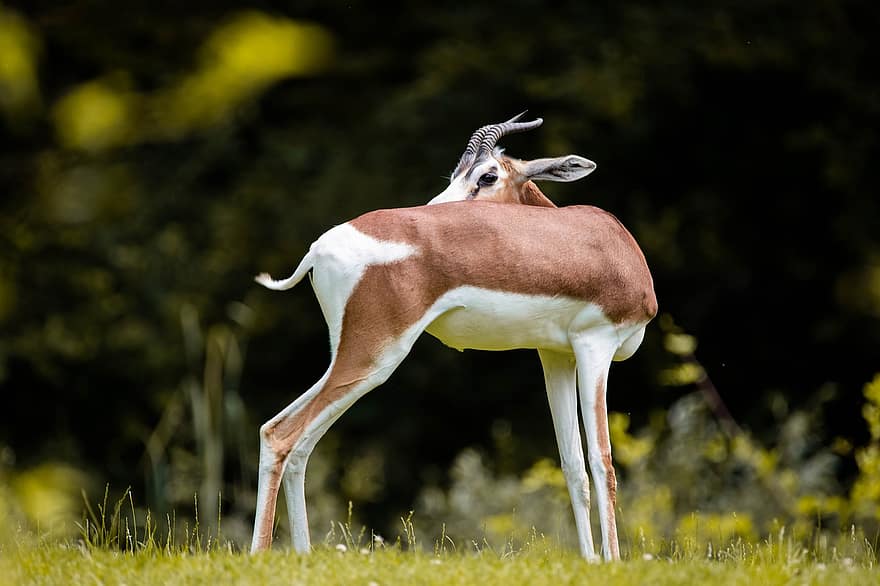 Gazelle, Animal, Safari, Wallpaper, Antelope, Impala, Wildlife, Horns, Nature, Springbok, Wild