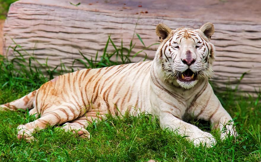 tiger, hvit tiger, dyr, bengal tiger, stripete, feline, undomesticated cat, stor katt, stor, gress, dyr i naturen