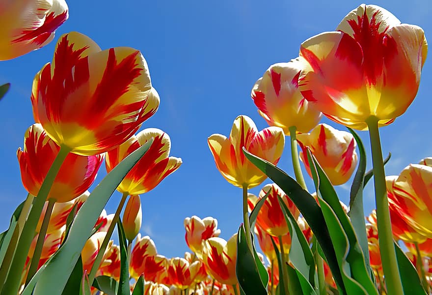 tulipes, fleurs, Keukenhof, printemps, jardin botanique, lisse, parc, jardin, Pays-Bas, tulipe, fleur