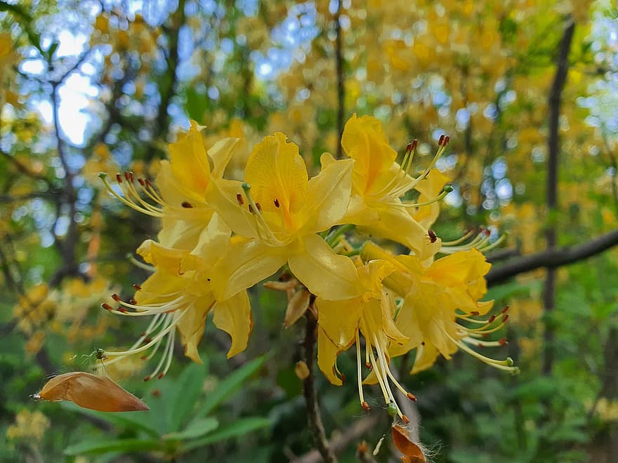 azalea, rododendro, groc