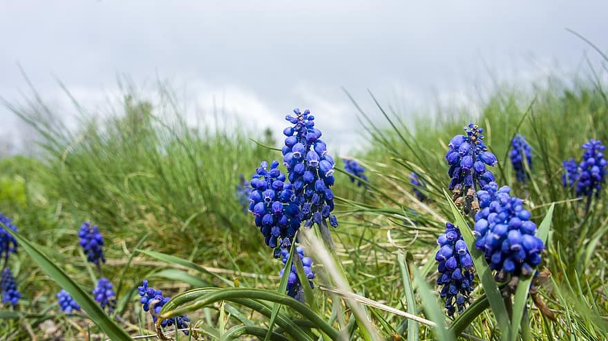 hyacint, blommor, blåa blommor, kronblad, blå kronblad, natur, vårblommor, flora, växter, blomma, blå