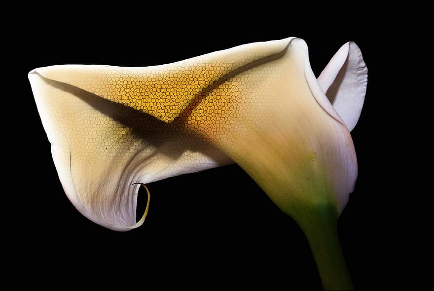 Calla, Flower, Plant, Nature, Spring, Background, Stalk, White, Beauty, Shadow, Sprinkle