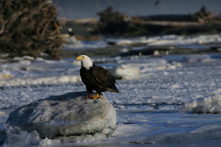 Орел на льду, орел, взгромоздился, птичий, орнитология, холодно, Haines, Аляска, хищная птица, американский орел