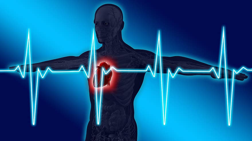 anatomi, manusia, jantung, nadi, detak jantung, frekuensi, kesehatan, dada, adanya, esensi, makhluk