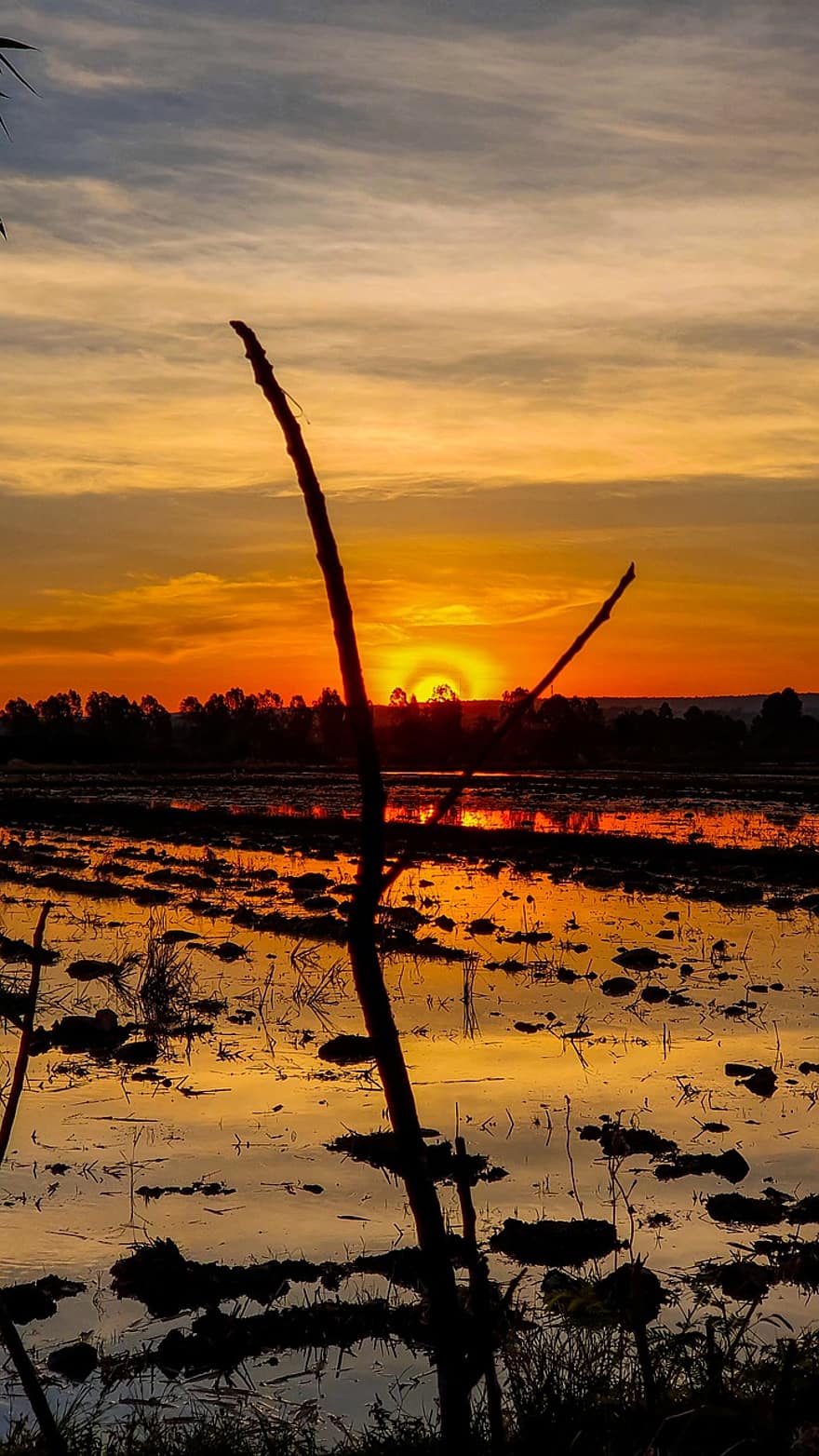 поле, сельская местность, заход солнца, природа, Таиланд, оранжевое небо, Восход, сумерки