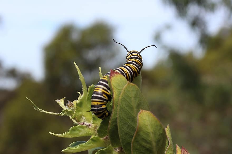 Monarch Caterpillar, Insect, Plant, Caterpillar, Larva, Animal, Leaves, Milkweed, Nature