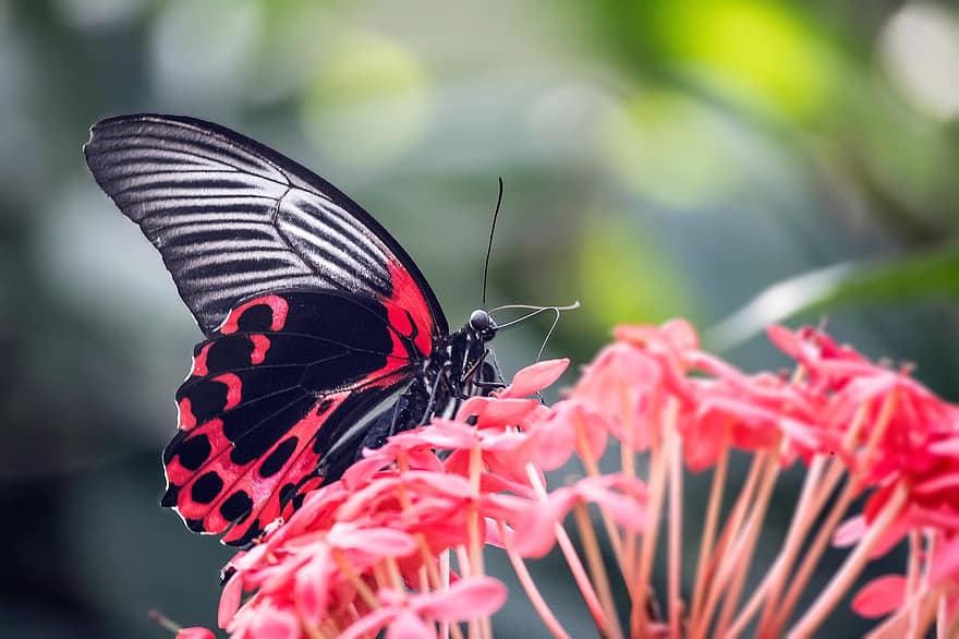 Scarlet Mormon Butterfly, Insect, Flowers, Red Mormon Butterfly, Butterfly, Wings, Plant, Garden, Nature