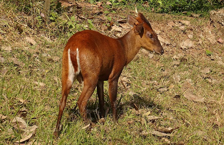 鹿、インドキョン、Muntiacus Muntjak、吠える鹿、野生動物、赤いホエジカ、哺乳類、無秩序、蹄、自然、草食動物