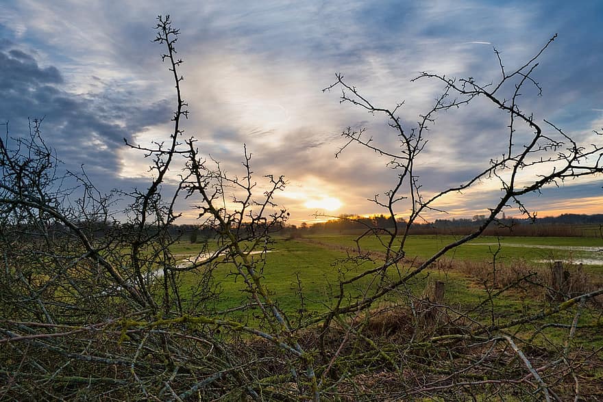 Nature, Sunset, Outdoors, Rural, Field, Landscape, Clouds, Branches, tree, dusk, sunlight