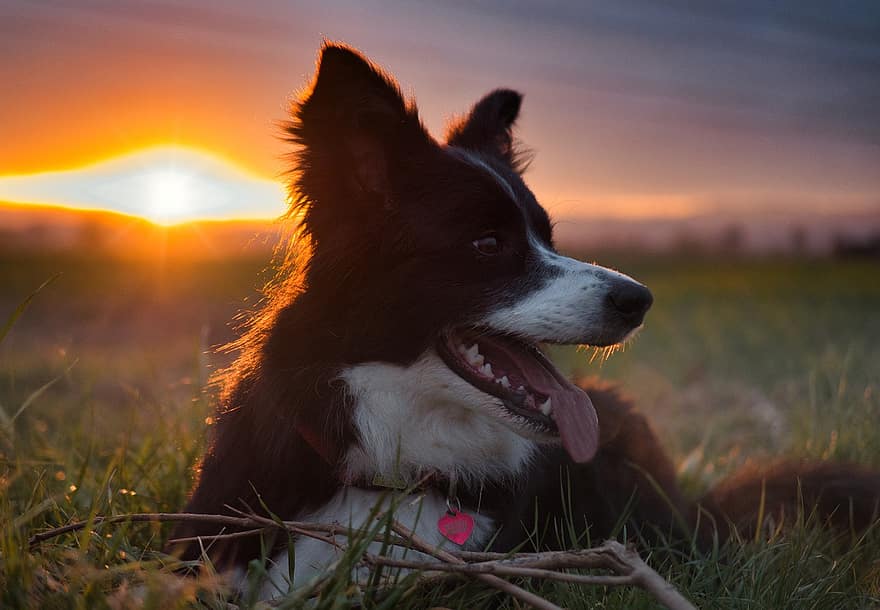 raja-collie, niitty, auringonlasku, koira, eläin, luonto, koiran-, lemmikit, söpö, ruoho, puhdasrotuinen koira