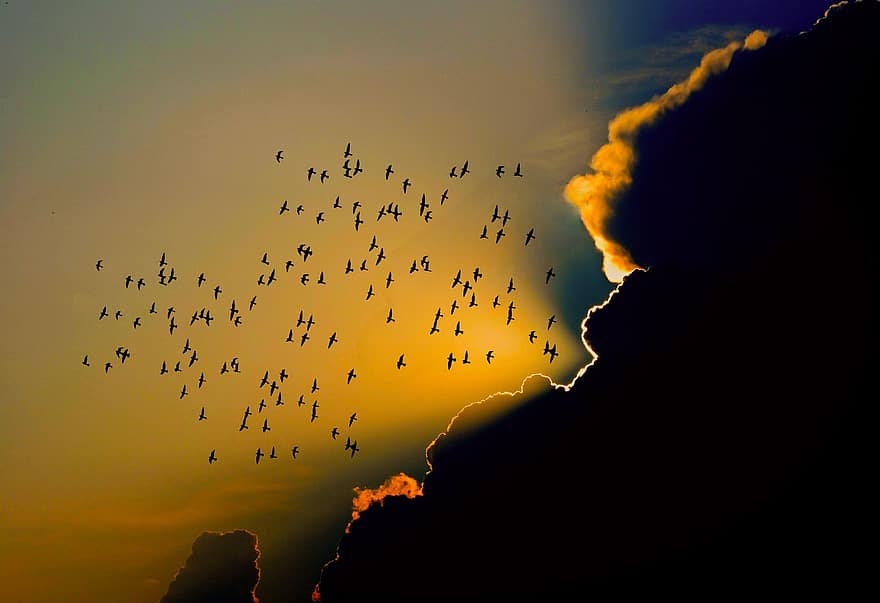 paukščių, bandos, debesys, migruojančių paukščių, skristi, skrydis, skraidantys paukščiai, Paukščių siluetai, siluetai, apšvietimas, saulėlydis