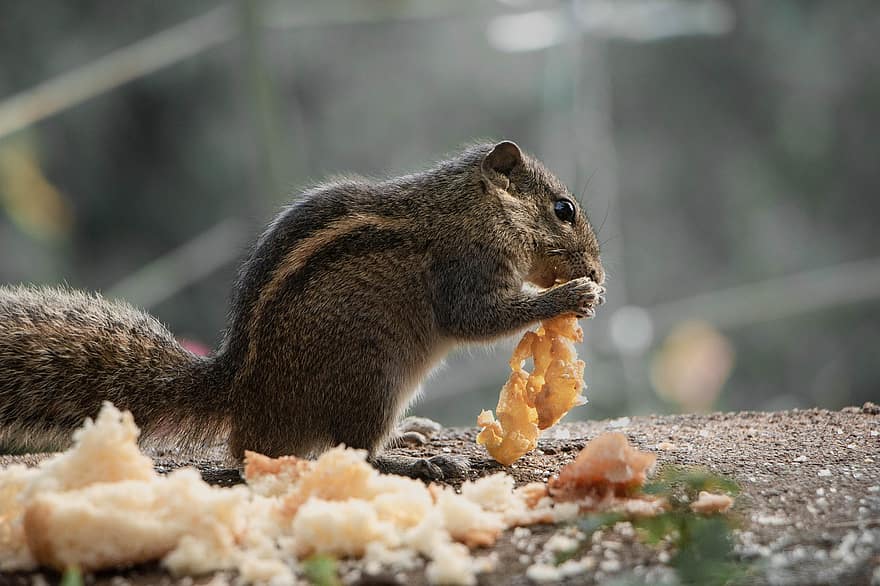 mókus, pálma mókus, szőrös, teremtmény, emlős, enni, vadvilág, aranyos, természet, három sávos, Sri Lanka