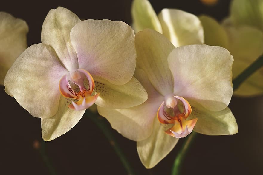 orchideeën, bloemen, natuur, plantkunde, detailopname, fabriek, bloem, bloemblad, bloemhoofd, blad, orchidee