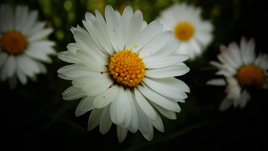 Daisy, gėlė, žiedas, žydi, bellis perennis, balta gėlė, augalų, žiedlapių, paplitusi saulė