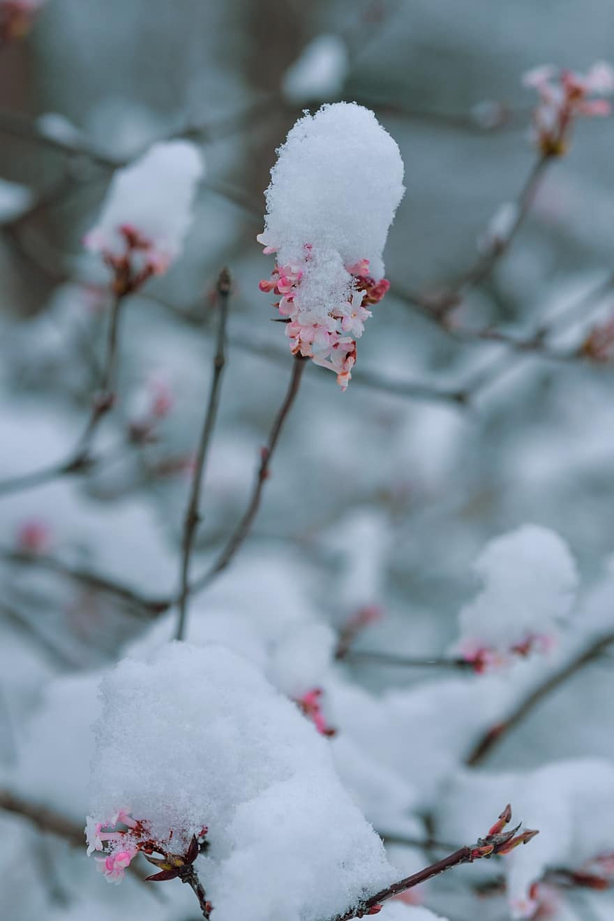 Winter, Snow, Nature, season, branch, close-up, frost, tree, ice, leaf, plant