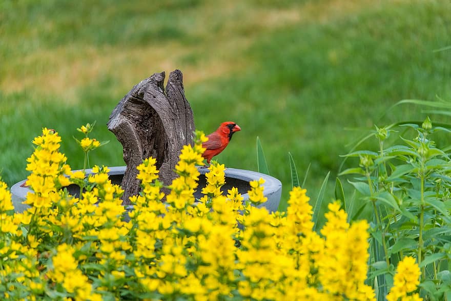 cardenal, ocells, vermell, flors de colors, groc, verd, mohan