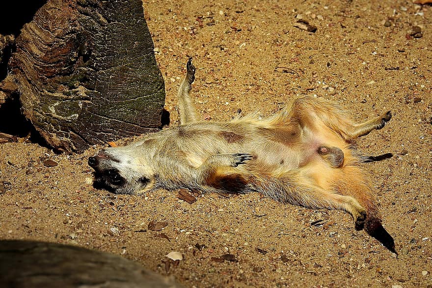 meerkat, odihnă, lene