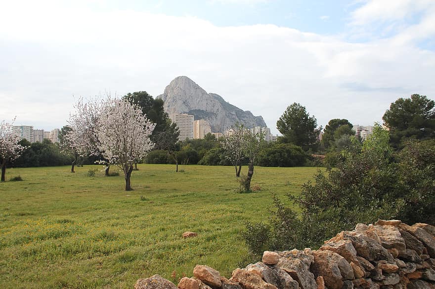Nature, Trees, Travel, Exploration, Outdoors, Almond Tree, Mountain, Rock Of Ifach, Ifach, Calpe, Spain