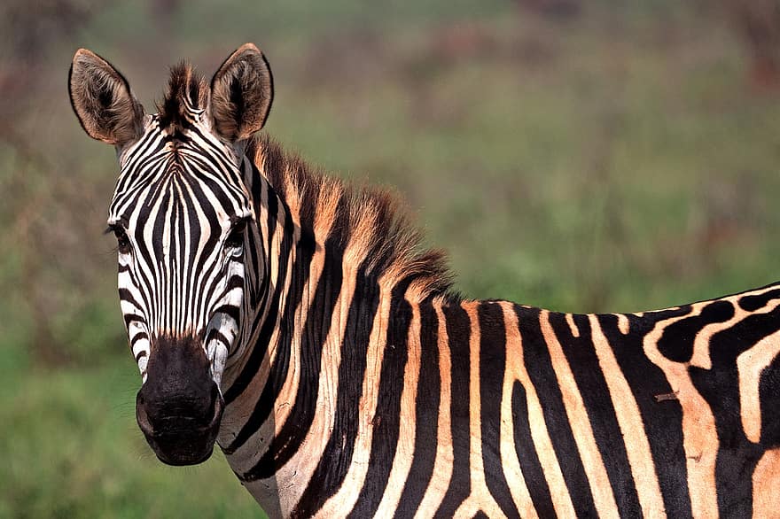 zebra, hayvan, safari, memeli, at, yaban hayatı, çizgili, fauna, doğa, Afrika, hayvan dünyası