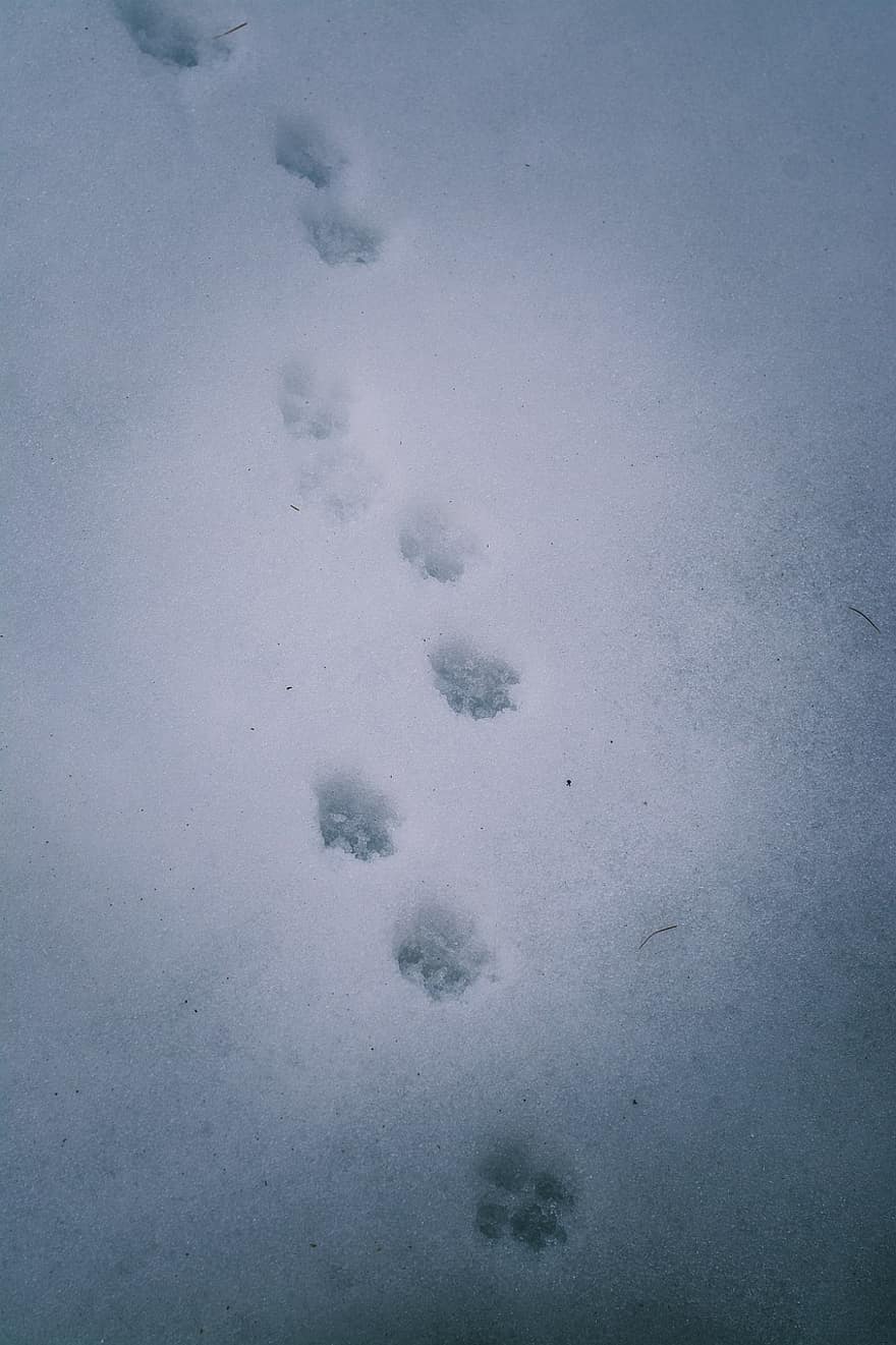 prasme, šunų takeliai, įspaudas, šuo, sniegas, pobūdį, pėdsaką, žiemą, fonas, vaikščioti, stebėti