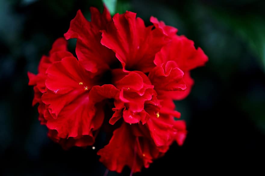 Chinese Hibiscus, Hibiscus, Red Flower, Hibiscus Rosa-sinensis, Flora, Nature, China Rose, Hawaiian Hibiscus, Rose Mallow, close-up, flower