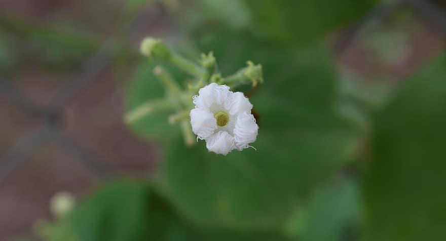 Alsobia, Flower, Plant, White Flower, Petals, Bloom, Nature