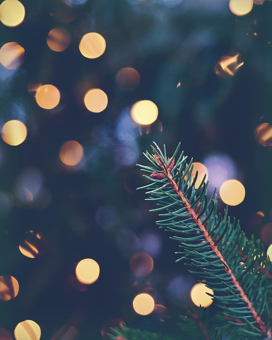 jul, fyrretræ, bokeh, gran gren, advent, juletræ, julehilsen, julemotiv, Julekort, juletid, dekoration