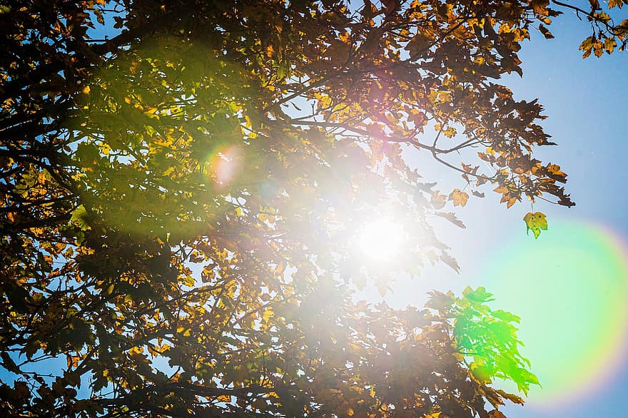 дерево, природа, солнечно, пейзаж, лист, осень, Солнечный лучик, желтый, лес, время года, ветка