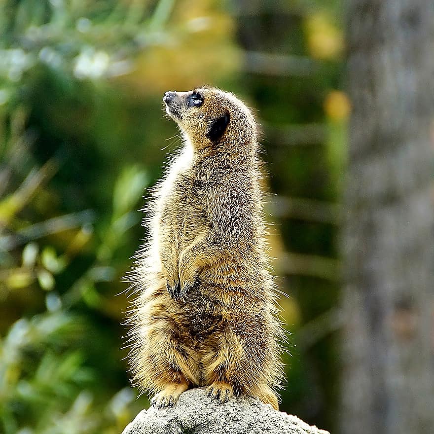 meerkat, animal, mammal, mongoose, animals in the wild, small, cute, looking, alertness, one animal, standing
