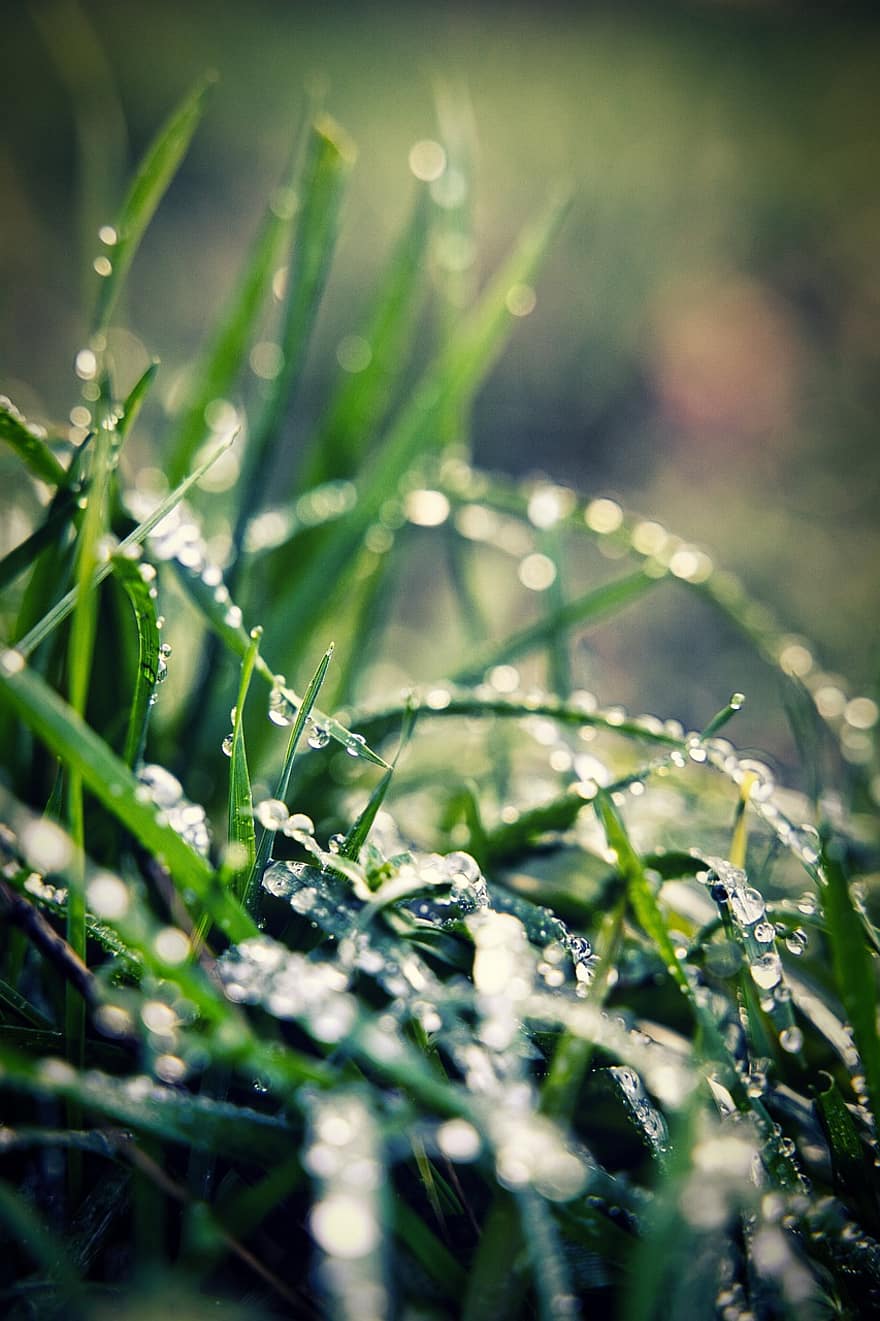 gräs, löv, dagg, våt, daggdroppar, grön, växter, regndroppar, natur, regn, makro