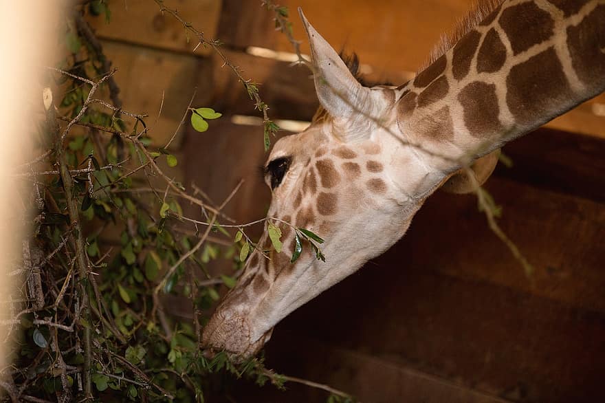 żyrafa, karmić, jeść, dzikiej przyrody, zwierzę, safari, Kenia