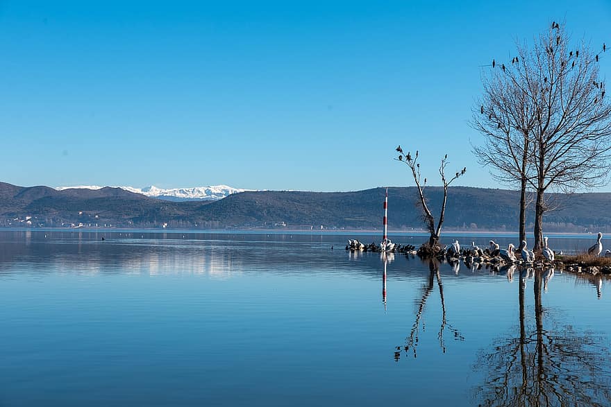 lago, aves, naturaleza, montañas, árbol, posado, junto al lago, invierno, frío, escénico, Kastoria