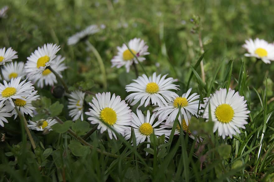 Daisy, bellis filosofija, pavasaris, gėlės, flora, augalų, žalias, balta geltona gėlė, pievos