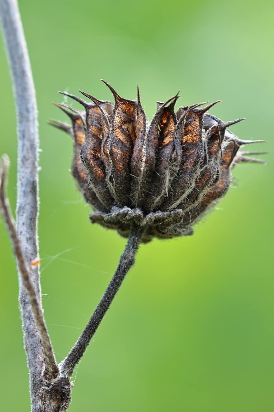 Velvetleaf, Seed Pod, Plant, Seed Head, Seeds, Dry, Withered, Dried, Nature
