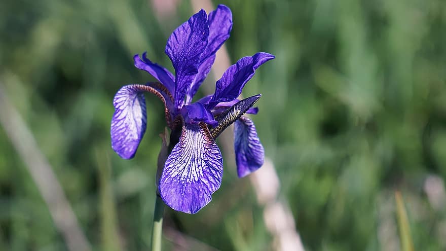 Iris, Blume, Flora, Natur, botanica, Grün, Farbe, bunt