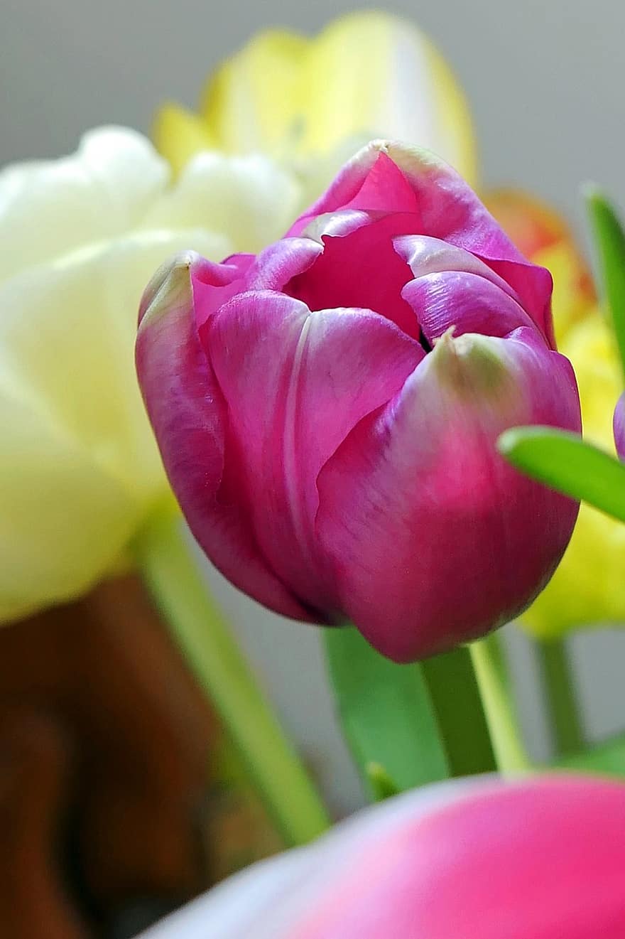 Tulip, Flower, Plant, Petals, Blossom, Bloom, Spring Flower, Close Up, Flora