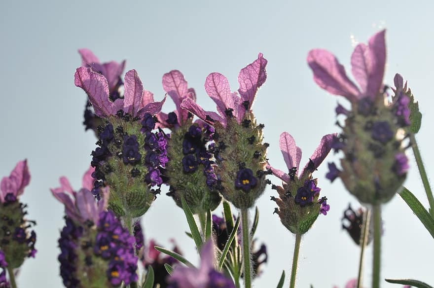 lavendel, Engelse lavendel, bloemen, tuin-, Purper, detailopname, fabriek, bloem, zomer, bloemhoofd, bloesem
