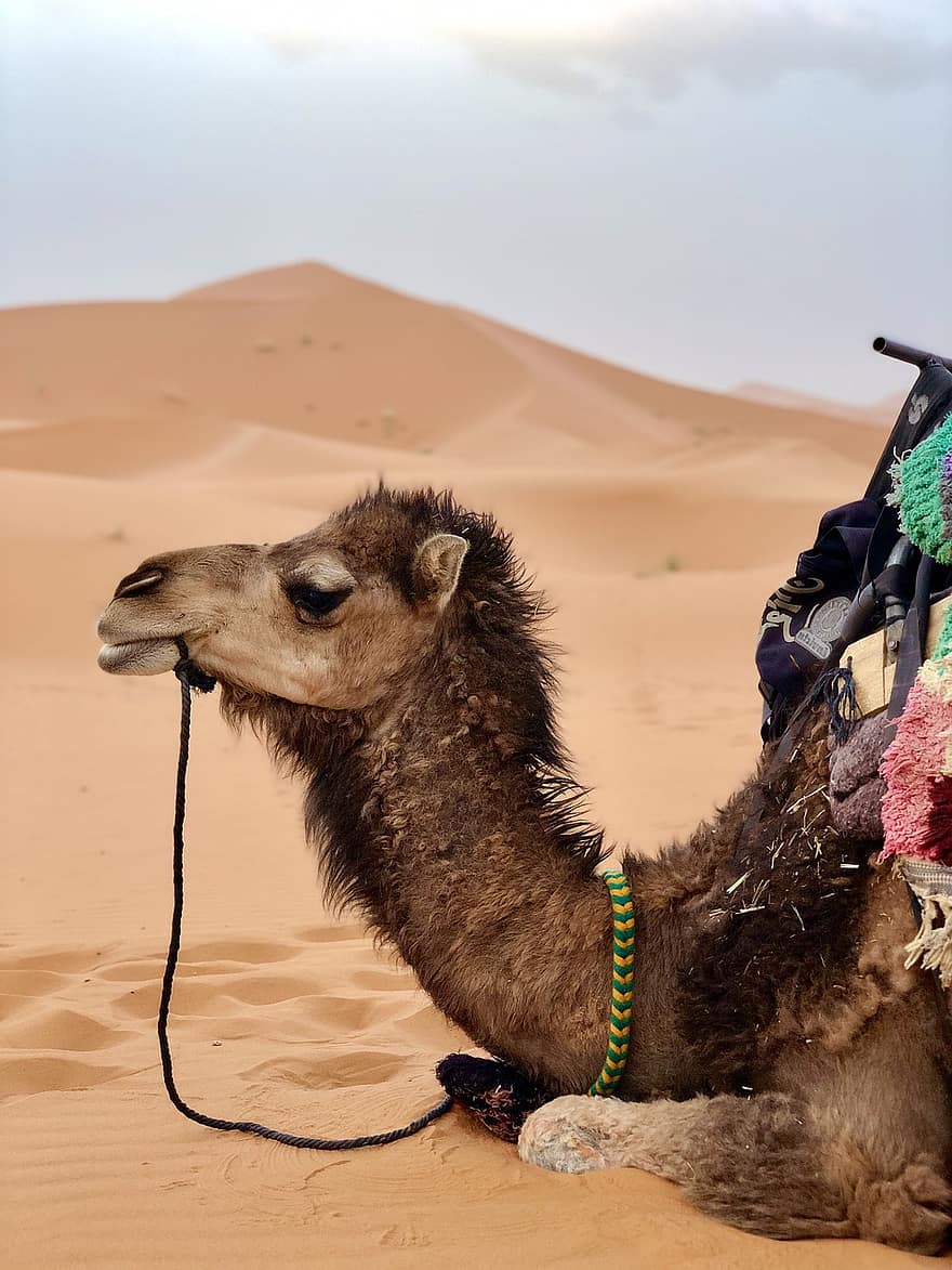 kameli, aavikko, Sahara, sorkkaeläimillä, dyynit, hiekkadyynit, karu, karu maa, maisema, matkailu, seikkailu