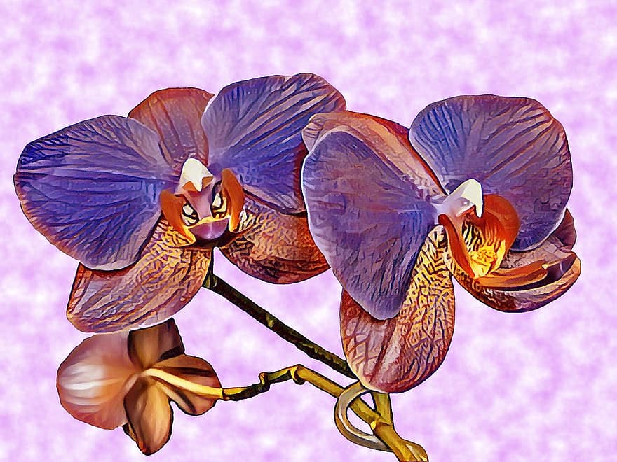 orkide, blomst, lilla, anlegg