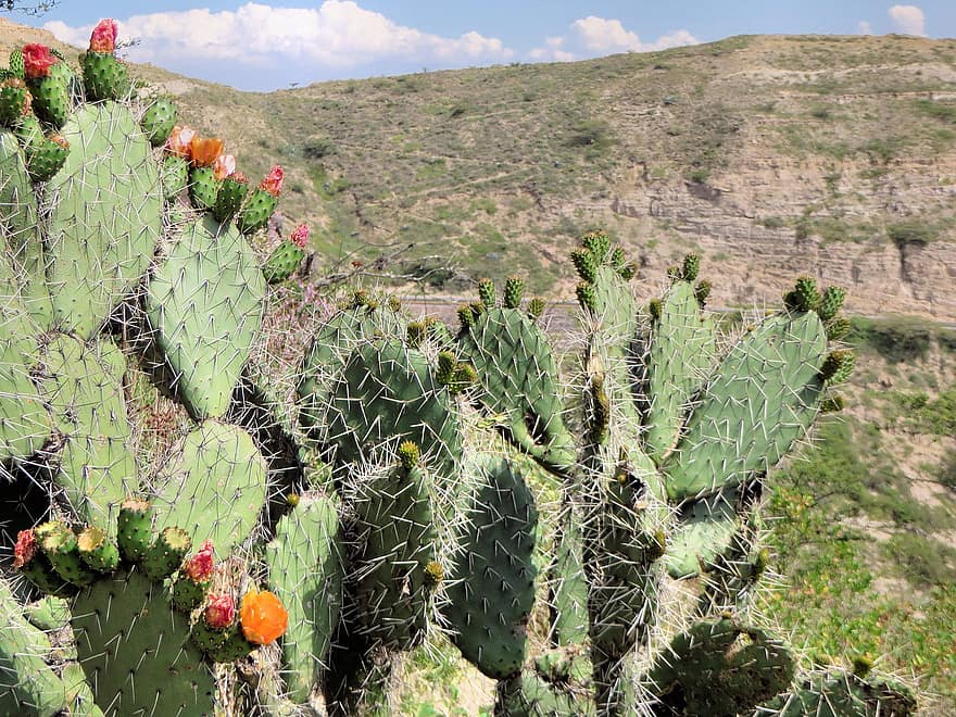 kaktus, aavikko, luonto, ulkona, kukat, vuori, Meksiko, maisema, quills