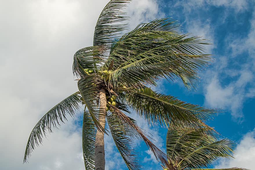 Palmeira, de praia, tropical, caribe, verão, clima tropical, árvore, azul, folha, Férias, palmeira de coco