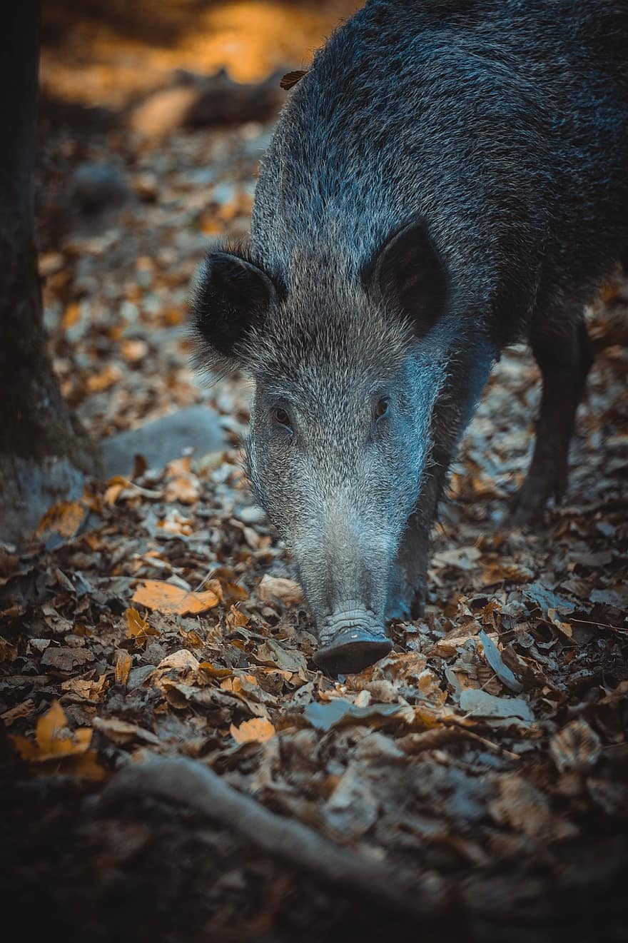 babi liar, hewan, hutan, margasatwa, mamalia, jatuh, musim gugur, Daun-daun, binatang di alam liar, babi, anak babi