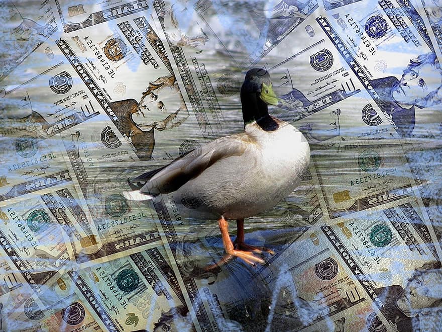 para, dolar, iş, maliye, para birimi, karikatür, fotoğraf efekti, muhafız, kuş, doğa, Su