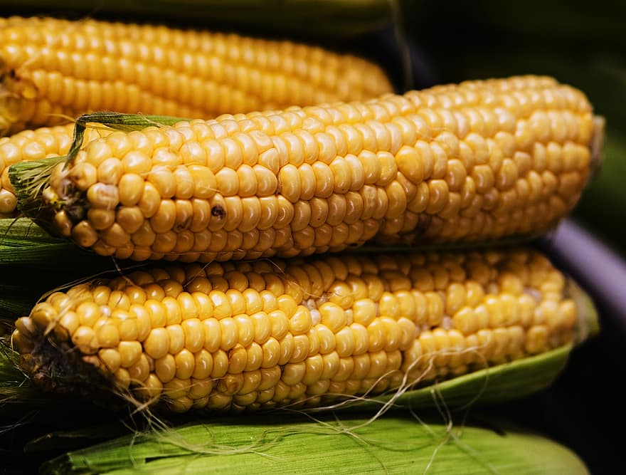 Corn, Grain, Food, Produce, Fresh, Harvest, Organic, Farmers Market, Healthy, yellow, freshness