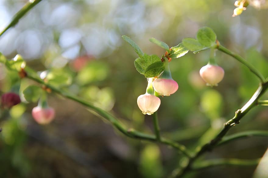 Blueberry, Blueberry Flowers, Flowers, Petals, Blooming, Blossoming, Plants, Flora, Botany, Agriculture