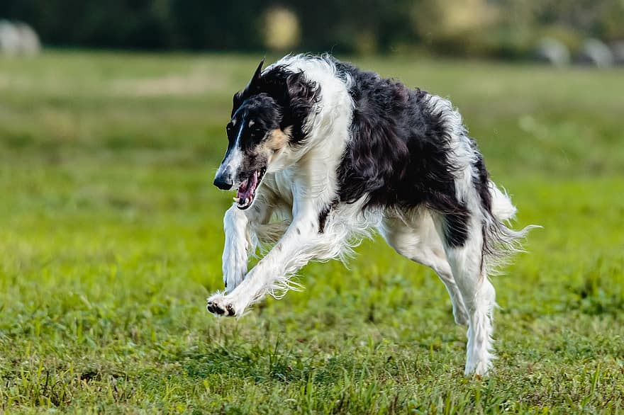 Dog, Action, Active, Adult, Animal, Athletic, Breed, Catch, Champion, Chasing, Competition
